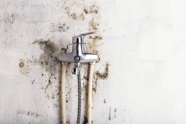 Best Home Mold Removal  in Lacoochee, FL