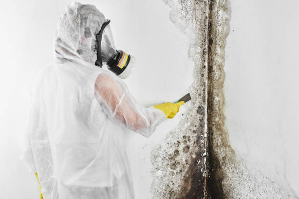 Home Mold Removal in Lacoochee, FL
