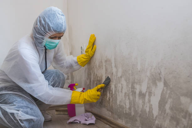 Professional Mold Removal in Lacoochee, FL
