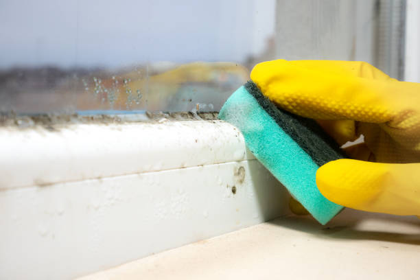 Best Commercial Mold Removal  in Lacoochee, FL