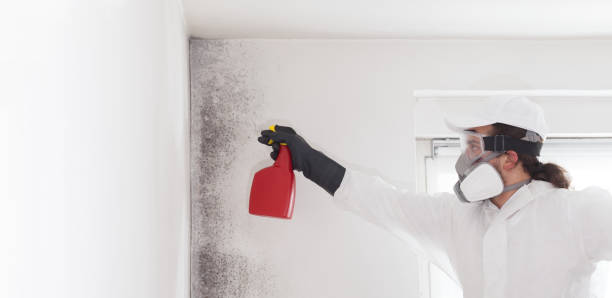 Attic Mold Removal in Lacoochee, FL