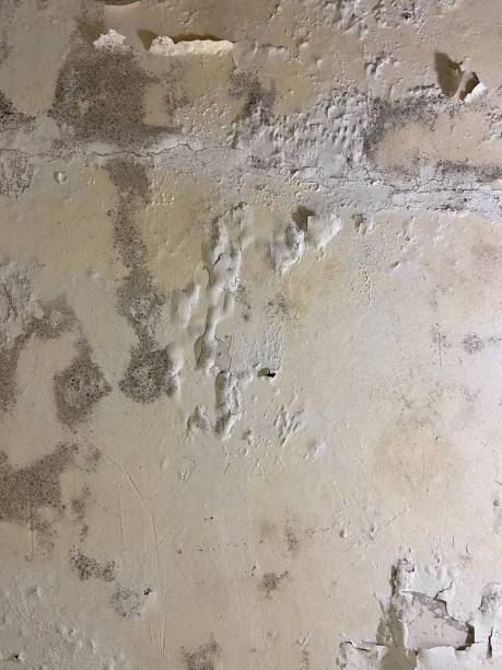 Best Emergency Mold Removal  in Lacoochee, FL