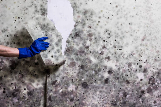 Best Home Mold Removal  in Lacoochee, FL