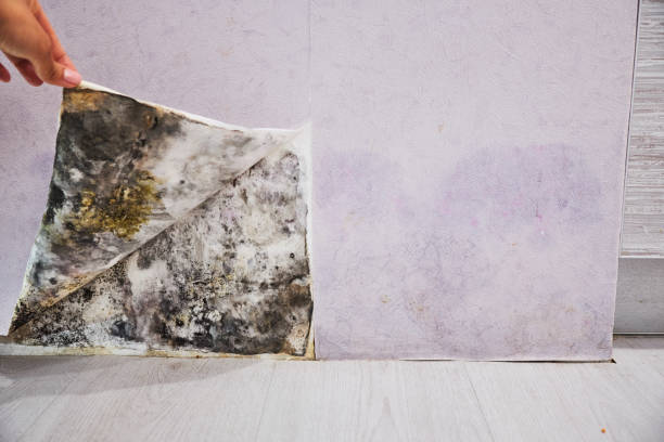 Best Mold Removal Near Me  in Lacoochee, FL